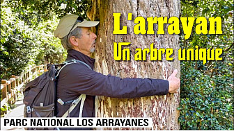 Acteurs-Locaux Les FUSOTISTES  157   en Argentine  - Parc de Los Arrayanes pour admirer ses arbres centenaires